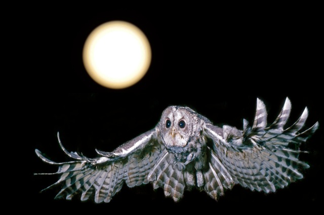 Nacht Waldkauz Nacht Waldkauz